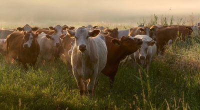 Runderen in zonnige weide